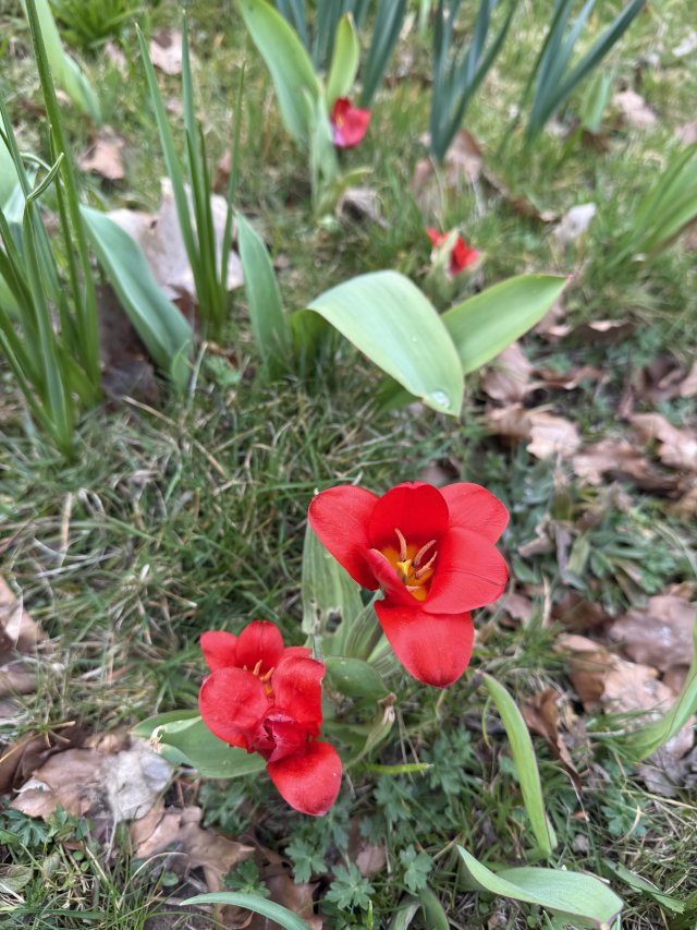 garden_6