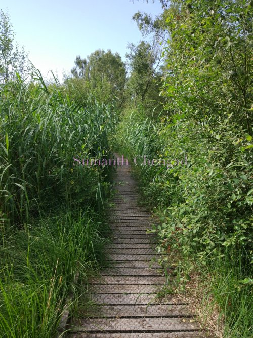 foulsham_moss_1_wm