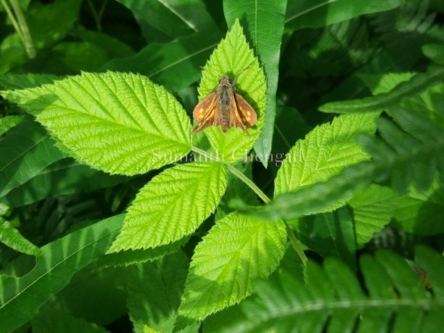 foulsham_moss_2_wm