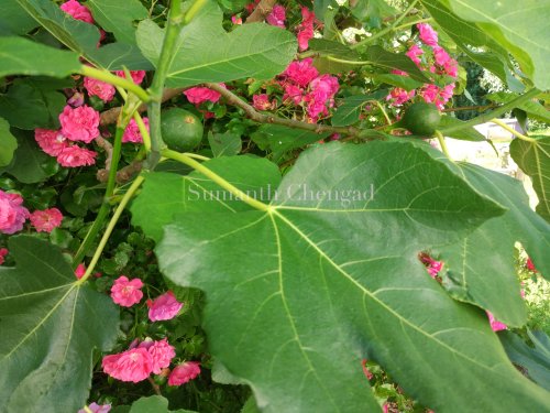 fox_hall_figs_wm