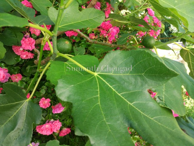 fox_hall_figs_wm