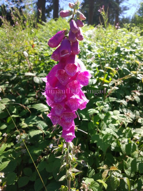 foxglove_wm