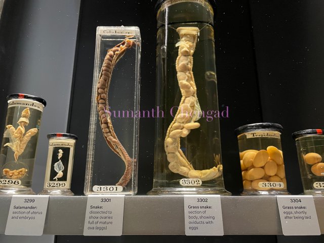 Preserved snakes with eggs