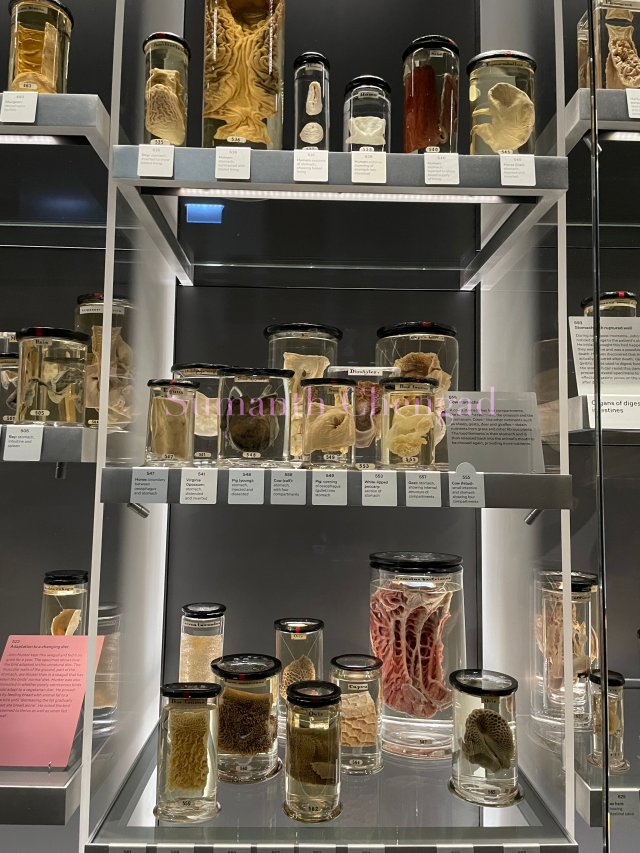 Various stomachs (human and animal)