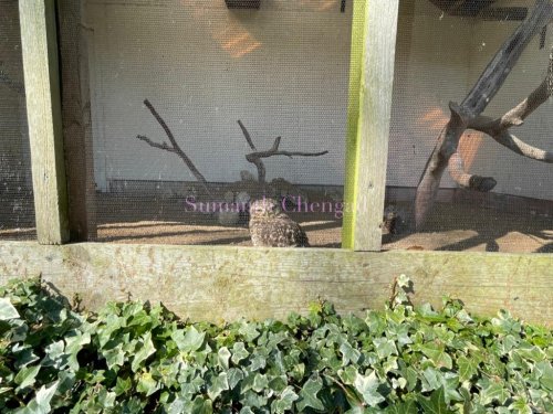 Burrowing Owl