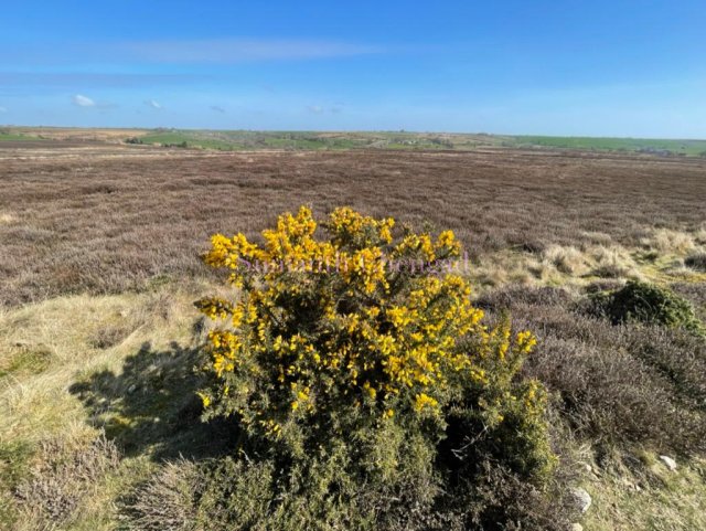 Common Gorse