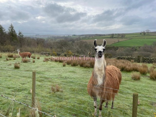 Friendly Llama!