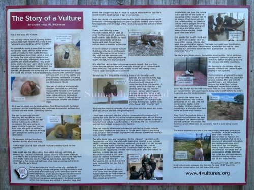 Vulture life story