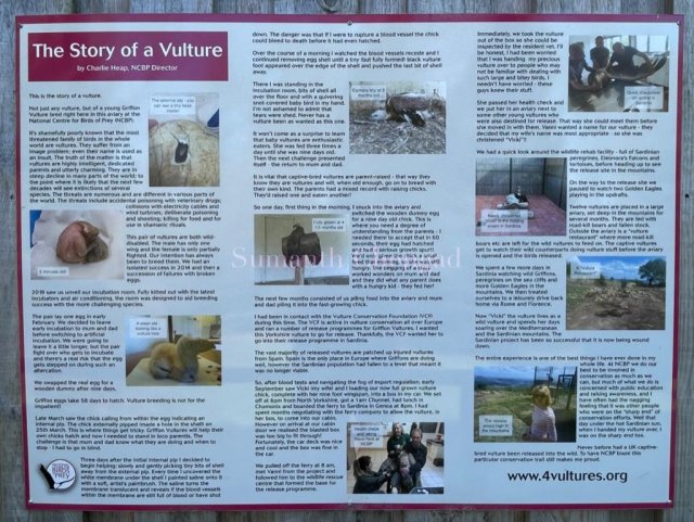 Vulture life story