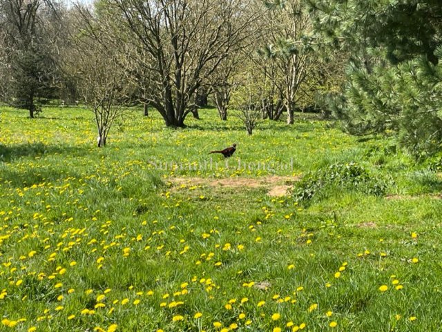 Pheasant at Yorkshire Arboretum