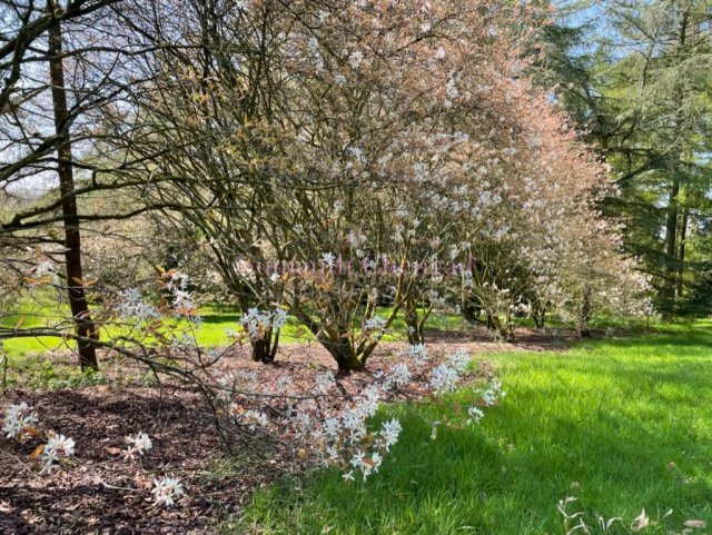 Yorkshire Arboretum